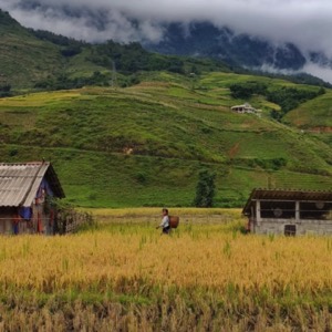 Des rizières en terrasse, de la racine aux astres 😍 🇻🇳 @mai_lv #vietnam #nature